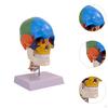 Anatomy Human Skull Brain Model Colored Anatomically Easy To Use Toy Removable for Course