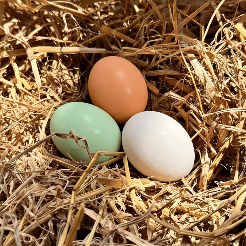 3pcs Wooden Fake Eggs for Hens – Heavy, Durable Nesting to Establish Fixed Laying Area, Coop