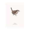 Tall Boy Prints Wren Print