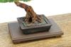PLATZ The Bonsai II Plastic Model 1/12 BON-02