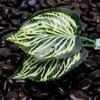 Betta Leaf Hammock BettaFish Leaf Bed Resting Leaf Pad Natural Environment Fish Spawning Grounds Fishtanks Accessories