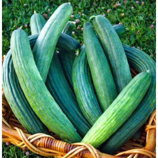 

Семена зеленого маринада 200 семян 10 грамм