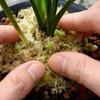 12L / 6L Sphagnum Moss for Plants, Sphagnum Moss for Orchids Dried Orchid Moss, Orchid Soil Peat Moss Potting Mix Soil Moss for Potted Plant