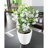 LECHUZA Pot de fleurs - Classico Premium LS 21 - Ø 22 x 20 cm - 3 L - Kit complet - Arrosage automatique - Blanc brillant