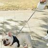 Portable Design Retractable Dog Leash Anti-Escape Mechanism Dogs Auto Retractable Belt  Training