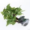 Water Mini Plastic Trees Aquarium s Ornament