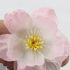 10 Pcs Artificial Cherry Blossom Flower Heads Mini Fake Silk Cherry Blossom Flower for Crafts Bridal Hair Clips Headbands Dress DIY Accessories