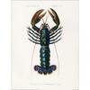 Charles dÂ´Orbigny Crimson Crawfish Print