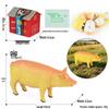 4D Insect Model Toy Set: Ladybug, Stag Beetle, Centipede, Ant, Fly, Mantis