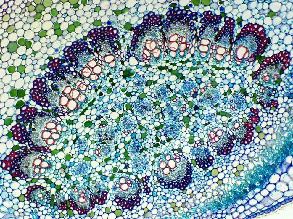Delta Optical Biostage Ii Microscope