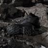 Обувь для треккинга Adidas Terrex Skychaser AX5 Mid Gore-tex carbon core black semi flash aqua