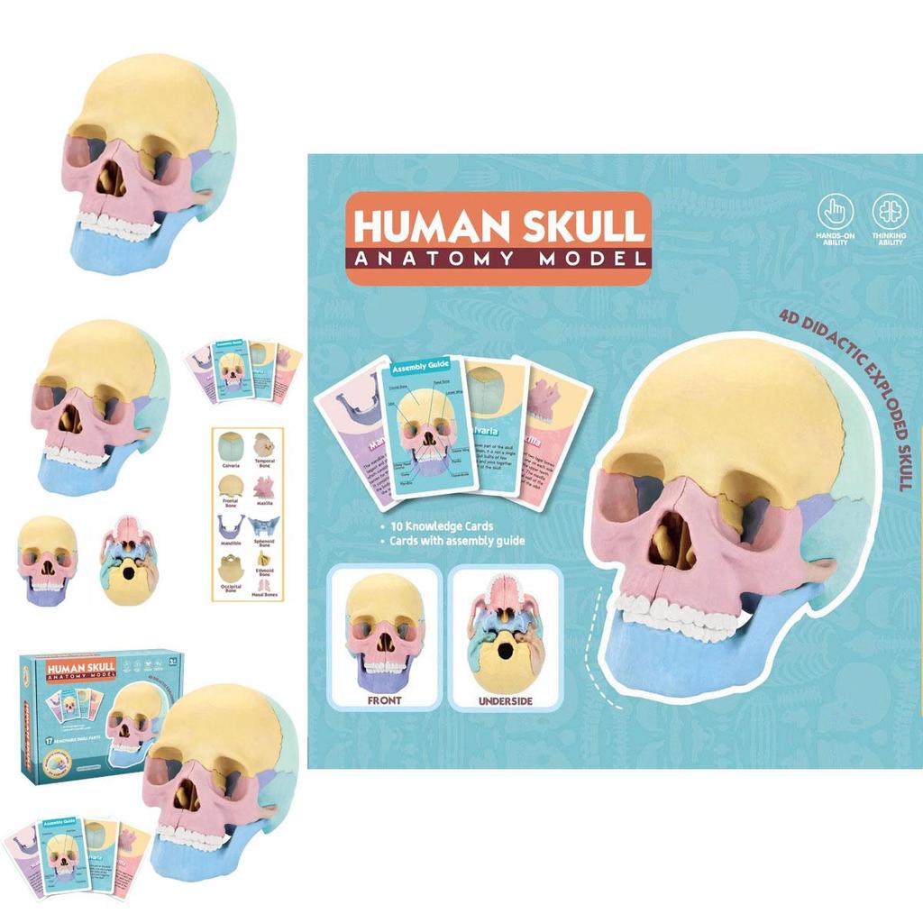 4d Human Skull Model Detachable Specimen Cranium Model Educational Toy
