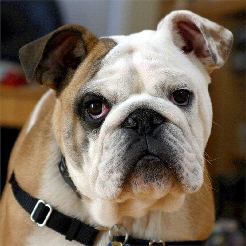 5D DIY Diamond Painting Dog Diamond Embroidery Animal Scenery Cross Stitch Full Round Drill Home Decor Manual Art Gift