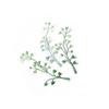 Green Plant Leaf Wedding Wrist Corsage & Hat Decoration