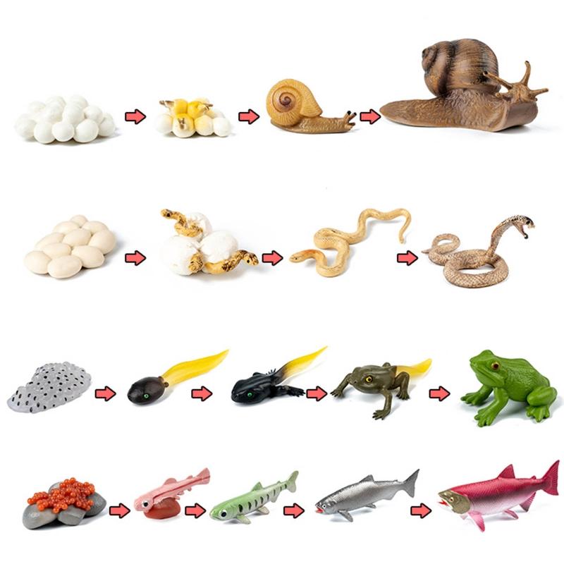 for Frog Animal Life Cycle Model Desktop Decoration Educational Development Toys Realistic Appearance Stimulate Interest