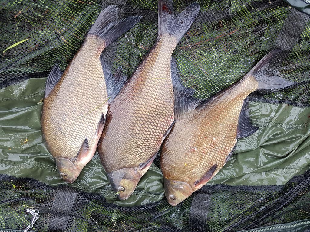 Mf diffusion micro boilies 8mm/20g - przynęty do metody wędzony łosoś