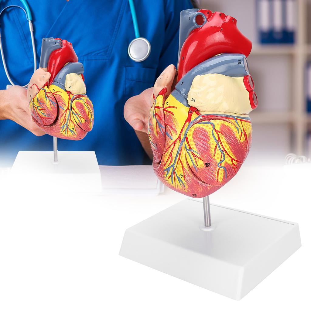 2X Life Size Heart Model Human Heart Teaching Model Simulation Heart Organ Model