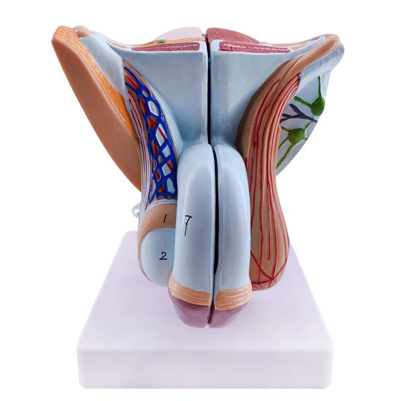 Unisex Genitalia and Reproductive Model: Includes Female Anatomy, Testis, & Penis for Family Planning Display