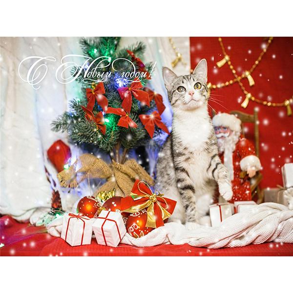 5D DIY pictură cu diamant Kit de artizanat pisică complet pătrat rotund broderie cu diamante animale cu punct de cruce Kit mozaic Decoratiuni de Crăciun