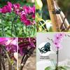 50/100Pcs Garden Plant Clips Butterfly Orchid Support Clamp Flower Stem Vine Tied Clip Fruit Vegetable Grafting Garden Tools
