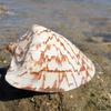 Oversized Conch Shells, Ornaments, Background Walls, Home Decor, Native Tank Landscaping, Sea Sound Listening Gifts, Specimen Collection