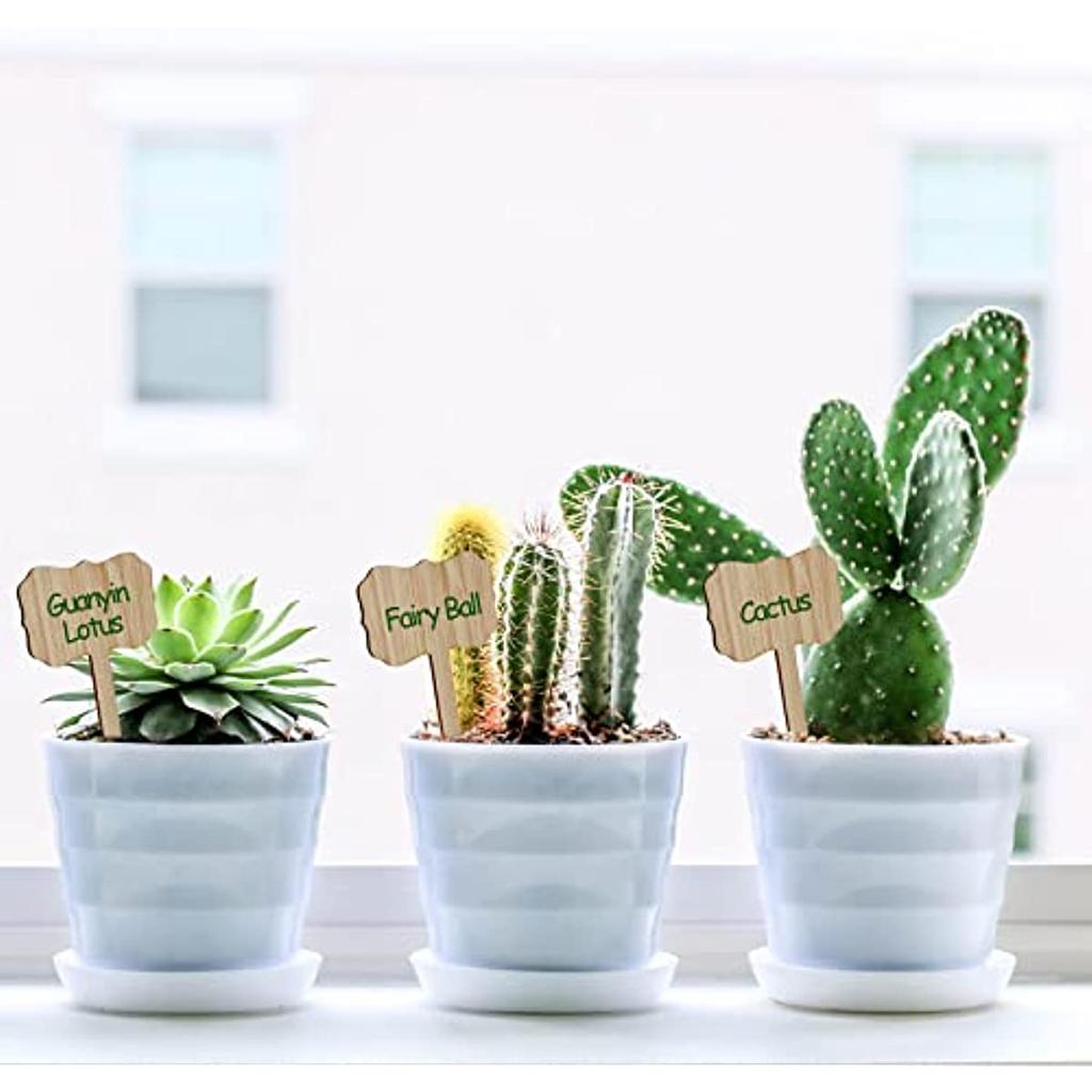 echinopsis easter lily cactus Easter Lily Cactus main image 1