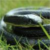 Long Realistic Garden Rubber Snake Fake Snakes for Fool"s Day Halloween Novelty Toy