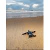 Graham Eaton Leatherback Turtle Hatchling Print