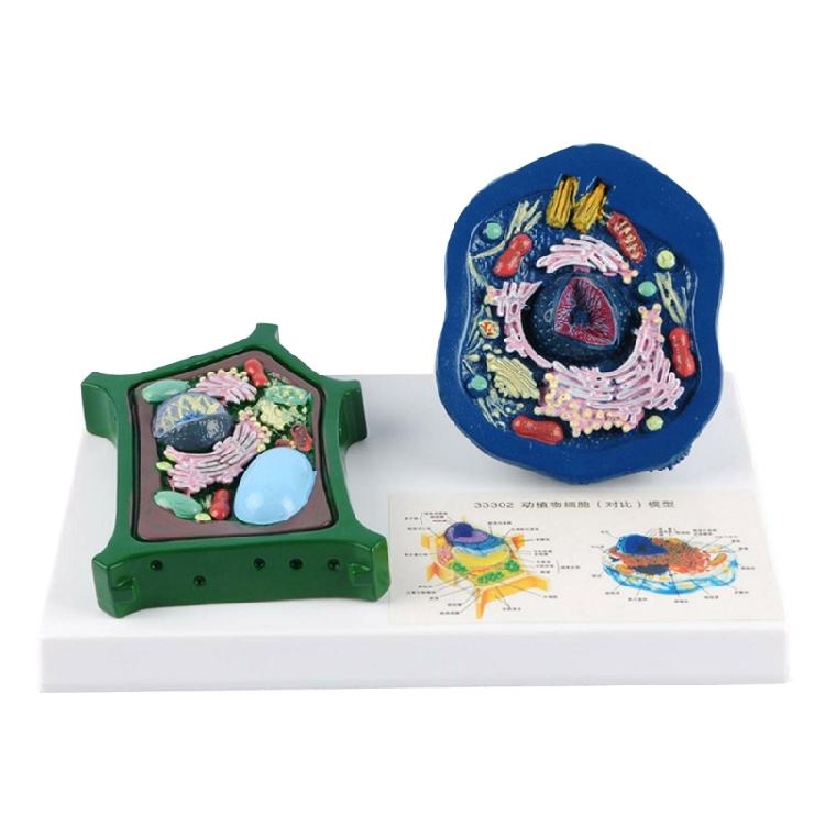 Anatomical Animal and Plant Cell Anatomy Model With Removable Parts Biology Classrooms Teaching Aid For Science Labs 1