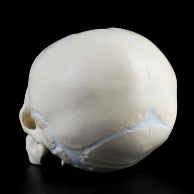 1: 1 Human Fetal Baby Infant Medical Skull Anatomical Skeleton Model Teaching Su