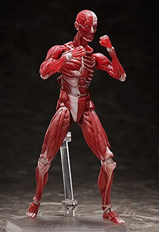 figma Human Body Model, Non-Scale, ABS & PVC, Painted, Movable Figure, F51042