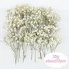 1 Caixa de Mini Gipsofila Seca Pequeno Ramo Flores Toque Real Gipsofila Flor Seca para DIY Decoração de Casa Casamento Buquê Presente