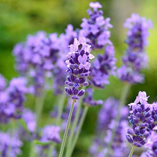 Ichida Shoten Aroma Nemukea Night Lavender 7mL Natural Aroma To Help You Relax Ingredients Roll-on 100% Plant-derived