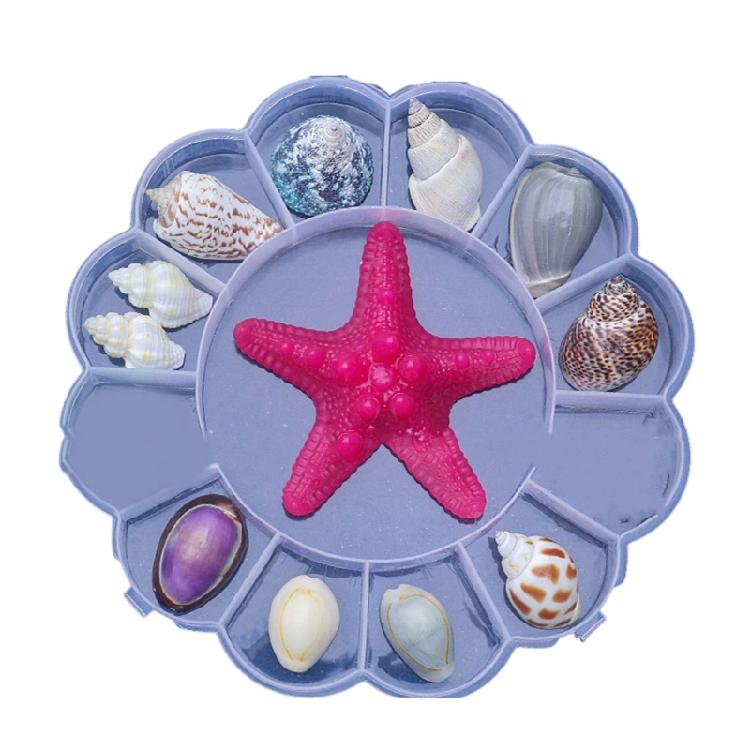 Floating Seashells Display Box Large-capacity Seashells Decorative Storage Box for Home and Beach Decoration