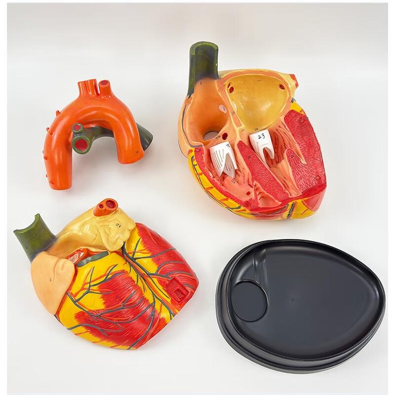4X Magnified Human Heart Anatomy Model