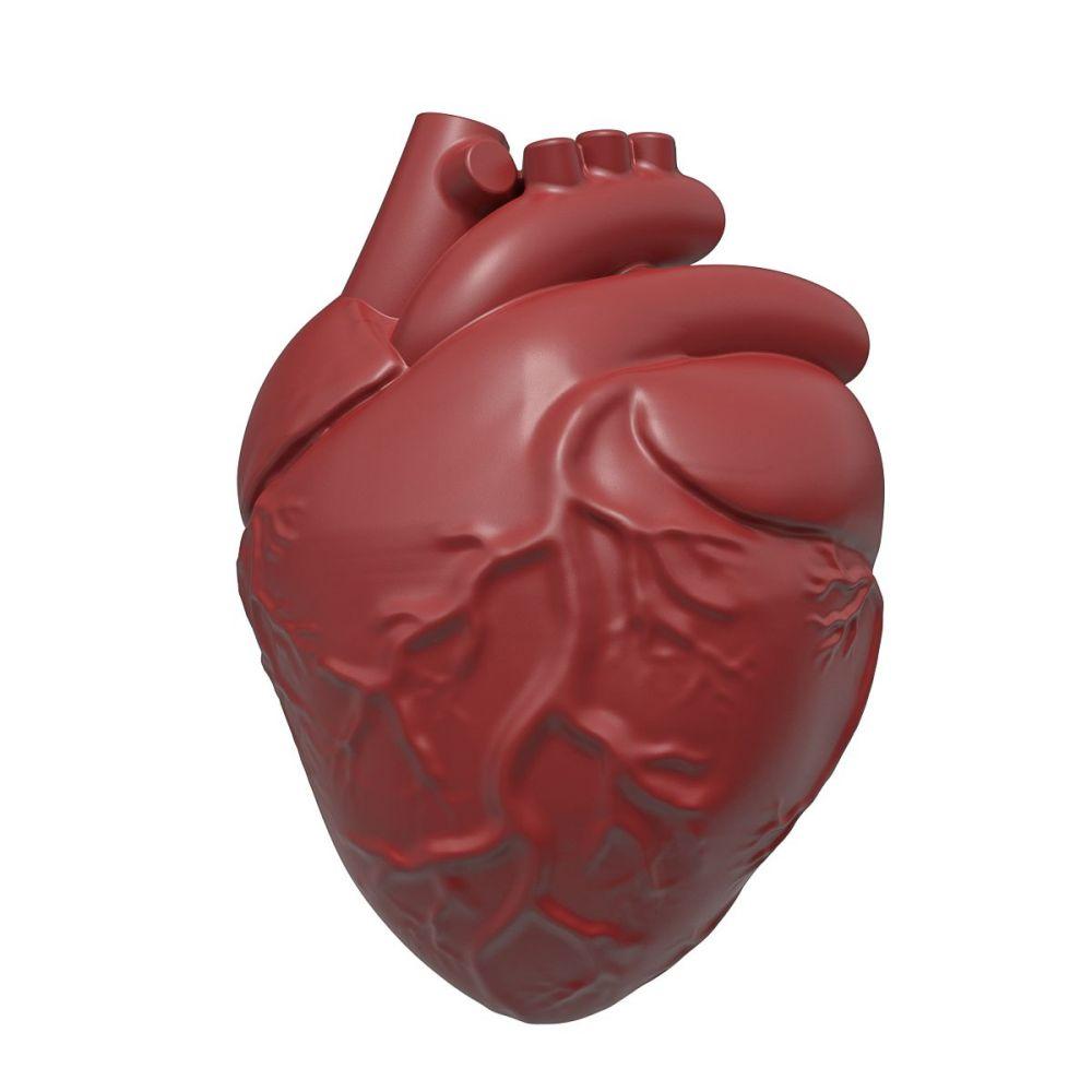 Silicone Heart Mold Human Brain Cake Mold Large Volume with Support Base Thicken Organs Mould Halloween Candy Chocolate Pudding