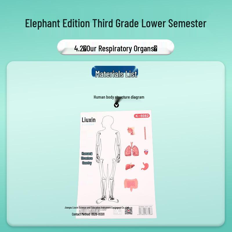Third Grade Science Kit: Human Body - Respiratory System Diagram 4.2 Our Respiratory Organs (Textbook Synchronized)