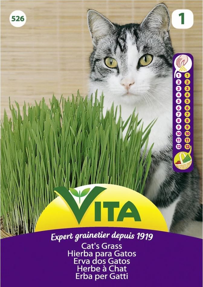 Semillas de Hierba Para Gato