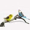 1PC Simulation Forest Parrot Mini Animal Model Miniature Landscape Ornament Dollhouse Decorations