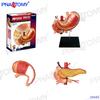 4D Human Anatomy Model: Brain, Heart, Eye, Ear, Pelvis, Knee, Muscle