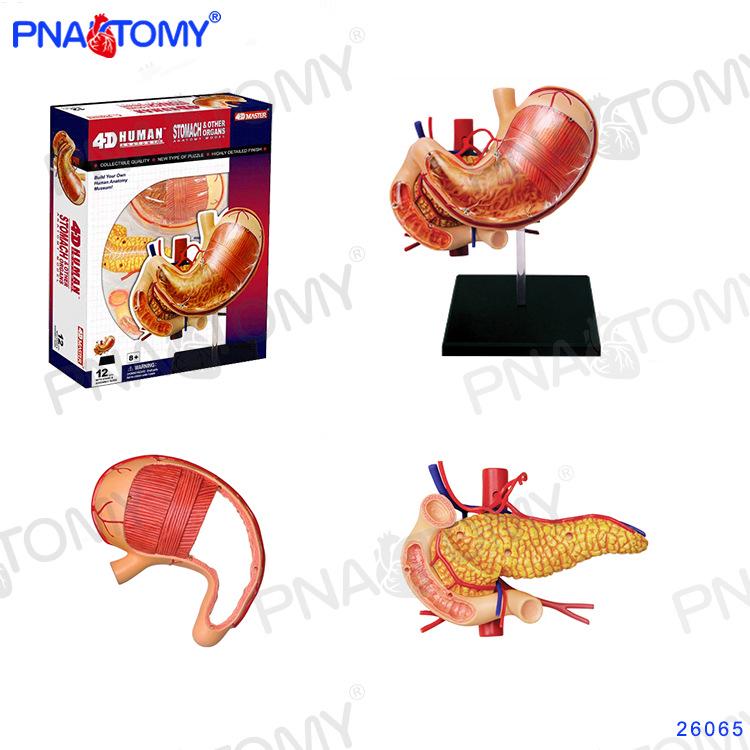 4D Human Anatomy Model: Brain, Heart, Eye, Ear, Pelvis, Knee, Muscle