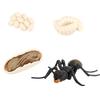 Simulation Insect Model Butterfly Growth Cycle Figurine Kids Educational Toy