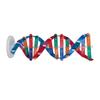 Human DNA Model Colorful Double Spiral Assemble Model Science Educational Teaching Toy for Kids