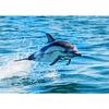 Leaping Dolphins Wall Pictures Canvas Painting Wall Art Natural Sea Life Posters and Prints for Living Room Home Decor Mural