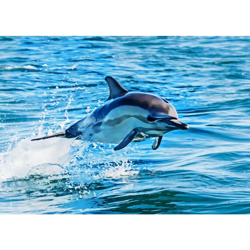 Leaping Dolphins Wall Pictures Canvas Painting Wall Art Natural Sea Life Posters and Prints for Living Room Home Decor Mural
