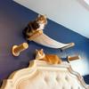 Katzen Wand Versteck Haus Hängematte Kletterregale Mond Sitzstangen Bett Leiter Massivholz Stufen Für Aktivität Indoor Katzen Wandmöbel