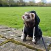 Fashionable Elastic Ferret Hoodie Cozy Thick Fleece Ferret Pullover Stylish Drawstring Soft Hamster Coat Pet Supplies