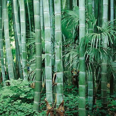 10 SAMEN Bambus PHYLLOSTACHYS PUBESCENS-FRISCHE SAMEN