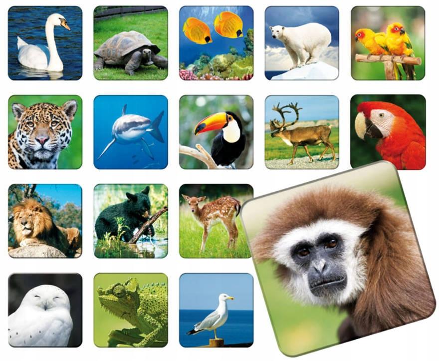 ZOO ADAMIGO MEMORY 7264