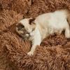 Fluffy Pet Round Bed Adorable Bear Paw Dog Kennel Winter Warm Cat Nest Gentle Plush Cushion Bed Cushion Basket Supplies